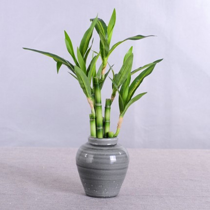 New 40cm Artificial Lucky Bamb - Snake Plant 评论和价格