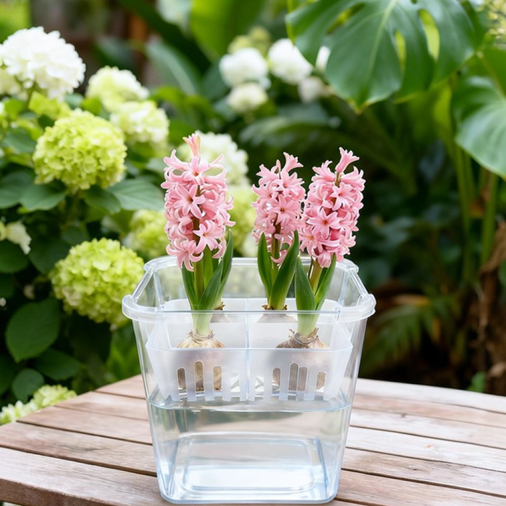 Hydroponic Vase For Tulip Lily - Indoor Plants 评论和价格