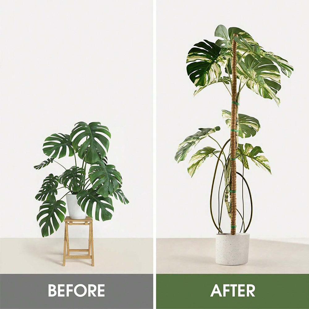 Moss Pole for Plants Monstera  - Plant Support Stake 评论和价格