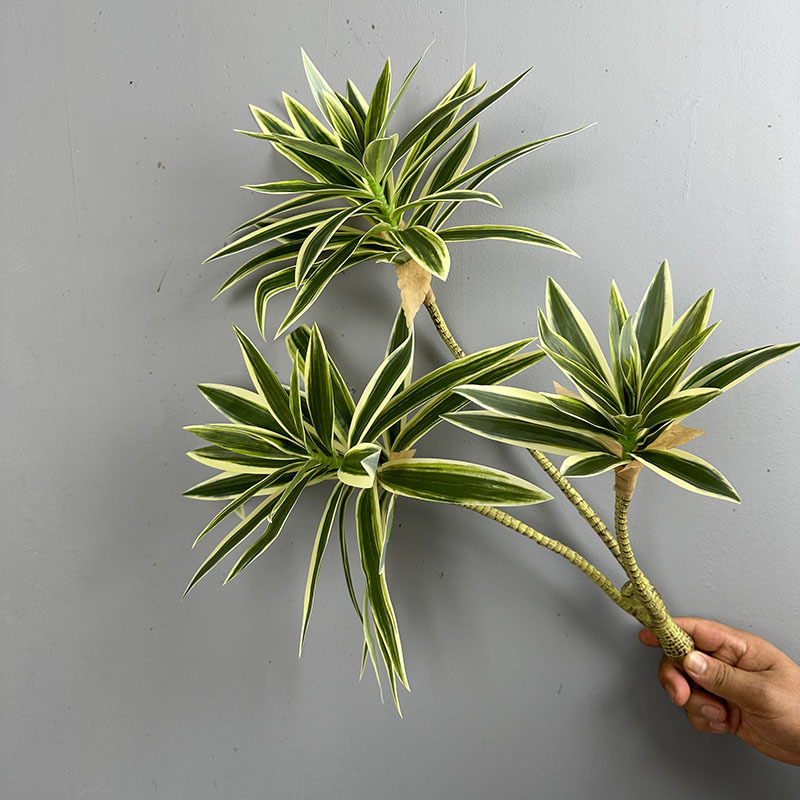 Simulated Green Plants 3 Heads - Snake Plant 评论和价格